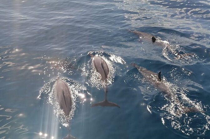 Private sunrise Dolphin with Le Havanah Boat - Guide languages and the feel of the outing