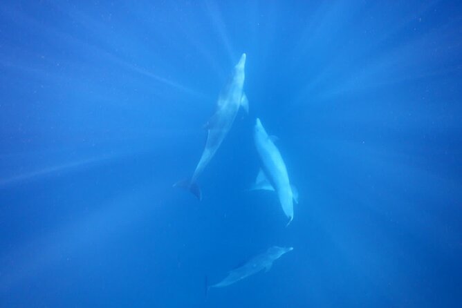 Private sunrise Dolphin with Le Havanah Boat - What the strong feedback tells you