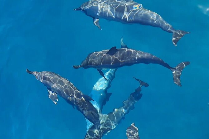 Private sunrise Dolphin with Le Havanah Boat - Watching dolphins without turning them into a show