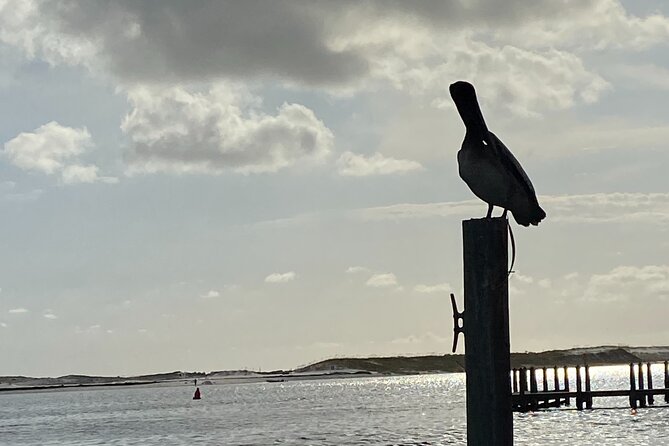 Private Sunset and Eco Tour in Destin-Up to 16 Guests - Starting at Destin Harbor on Harbor Boulevard