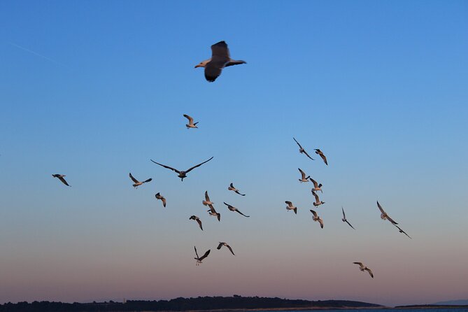 Private Sunset Dolphin Excursion with Dinner and Animation - Ceja Island and the Medulin Archipelago