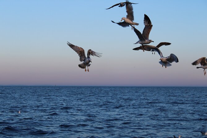 Private Sunset Dolphin Excursion with Dinner and Animation - Dinner, drinks, and the onboard mood