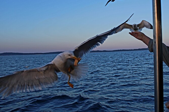 Private Sunset Dolphin Excursion with Dinner and Animation - What the word animation likely means here