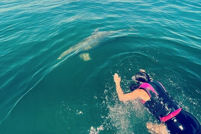 Private Swim with Dolphins And Snorkeling Tour - Looking for dolphins in the emerald Gulf