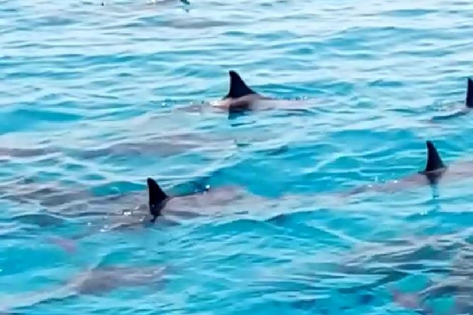 PRIVATE TOUR ! 4-Hours Swiming with dolphins, snorkeling, island by speed boat - Why a private speedboat changes the Hurghada experience