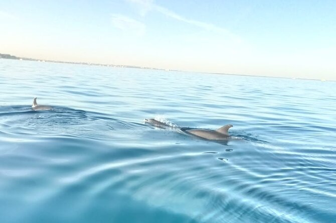PRIVATE TOUR ! 4-Hours Swiming with dolphins, snorkeling, island by speed boat - Setting out from Hurghada