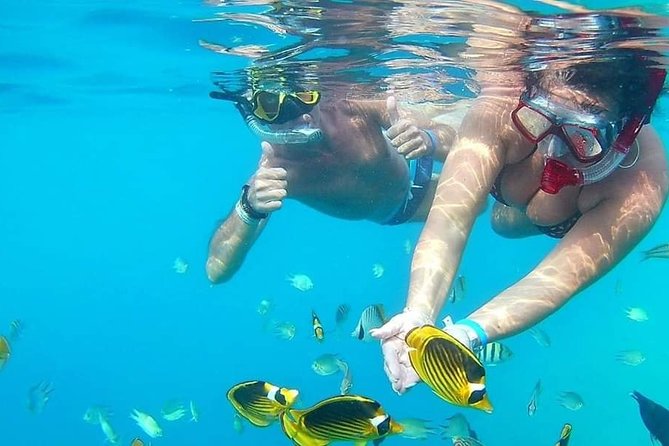 PRIVATE TOUR ! 4-Hours Swiming with dolphins, snorkeling, island by speed boat - Snorkeling at Al Fanadir Reef