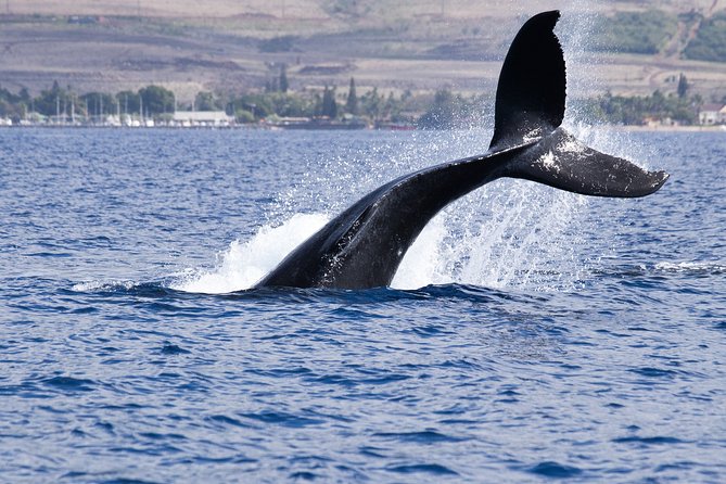 Private tour Fee to see whales and dolphins - Key points at a glance