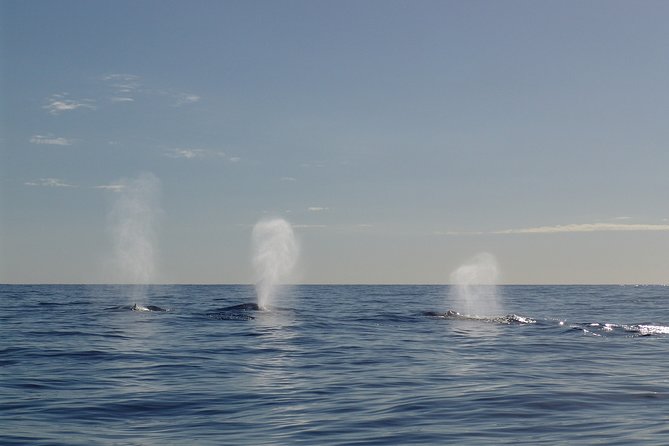 Private tour Fee to see whales and dolphins - Dolphins, whales, and killer whales