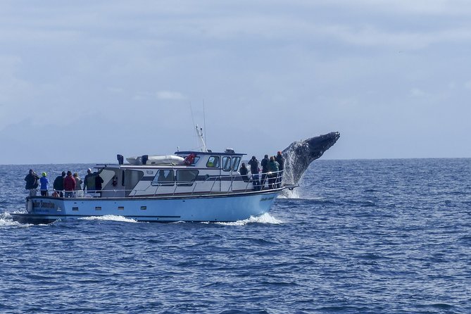 Private tour Fee to see whales and dolphins - Weather can change the entire day