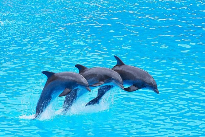 Private Tour to Dolphins house Sea hero of Egypt snorkeling - Starting the morning in Hurghada