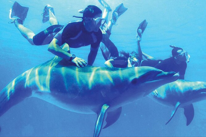 Private Tour to Dolphins house Sea hero of Egypt snorkeling - Lunch with the Red Sea around you