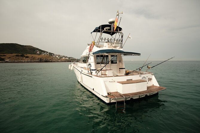Private Tour with Dolphin Watching in Algeciras Bay - A Fast Run Toward the Cetaceans