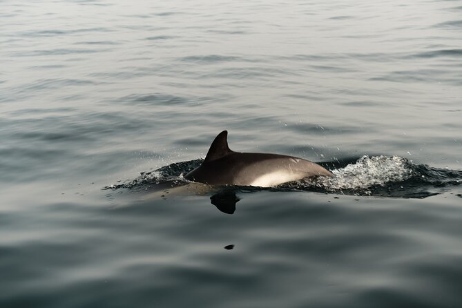 Private Tour with Dolphin Watching in Algeciras Bay - Is $72.56 Per Person Good Value?