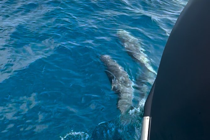 Private Tour with Historic Tugboat: Tavolara, Molara, Dolphins - 9:30 a.m. departure from Golfo Aranci