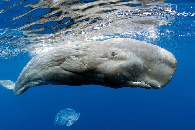 Private Whale and Dolphin Whale Watching Boat Tour - Key points to know before you go