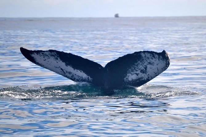 Private Whale and Dolphin Whale Watching Boat Tour - Setting out from Dominica’s coast
