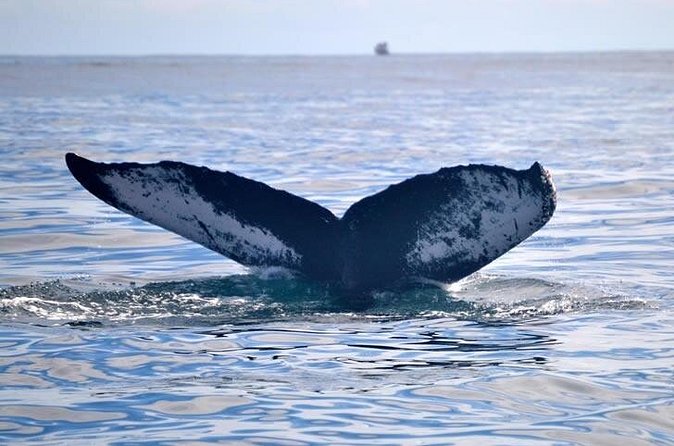 Private Whale and Dolphin Whale Watching Boat Tour - What the three-hour format feels like
