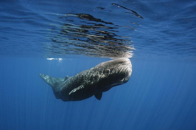 Private Whale and Dolphin Whale Watching Boat Tour - Private service and the value of $1,450