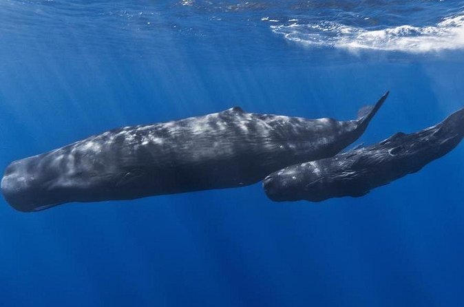 Private Whale and Dolphin Whale Watching Boat Tour - The crew makes the difference