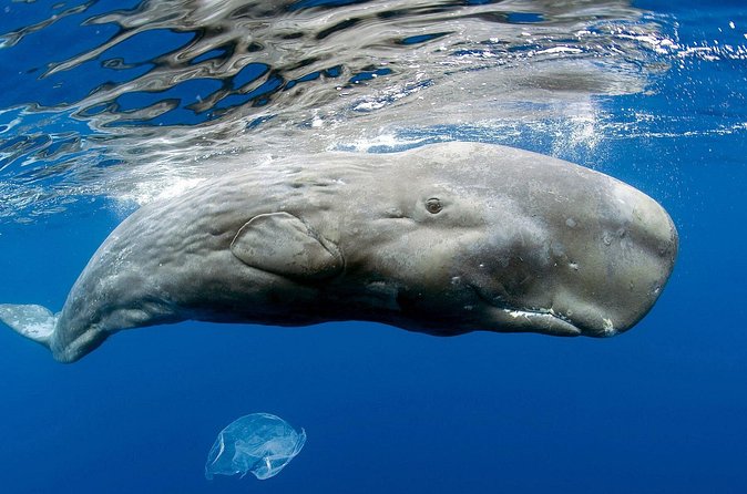 Private Whale and Dolphin Whale Watching Boat Tour - Who will enjoy this boat tour most