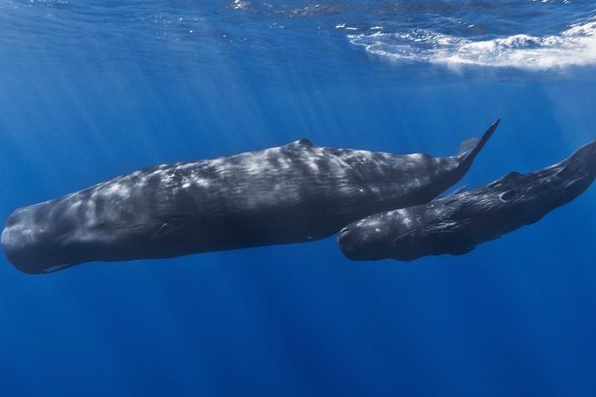 Private Whale and Dolphin Whale Watching Boat Tour - The first hour, views of Dominica from the water