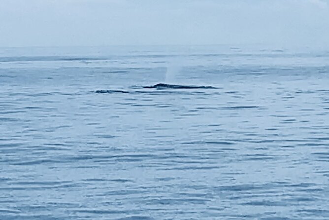 Private Whale Watching and Dolphin Excursion - Key points to know before you book