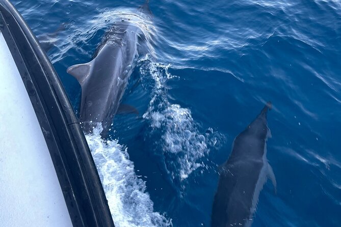 Private Whale Watching and Dolphin Excursion - A private group of six changes the value