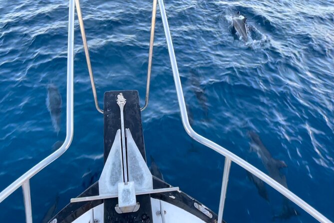 Private Whale Watching and Dolphin Excursion - Weather, timing, and cancellation rules