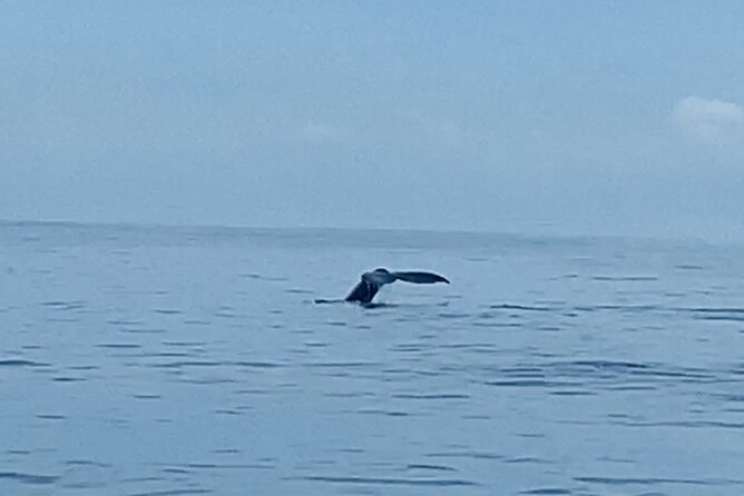 Private Whale Watching and Dolphin Excursion - Leaving Honolulu for the southeast coast