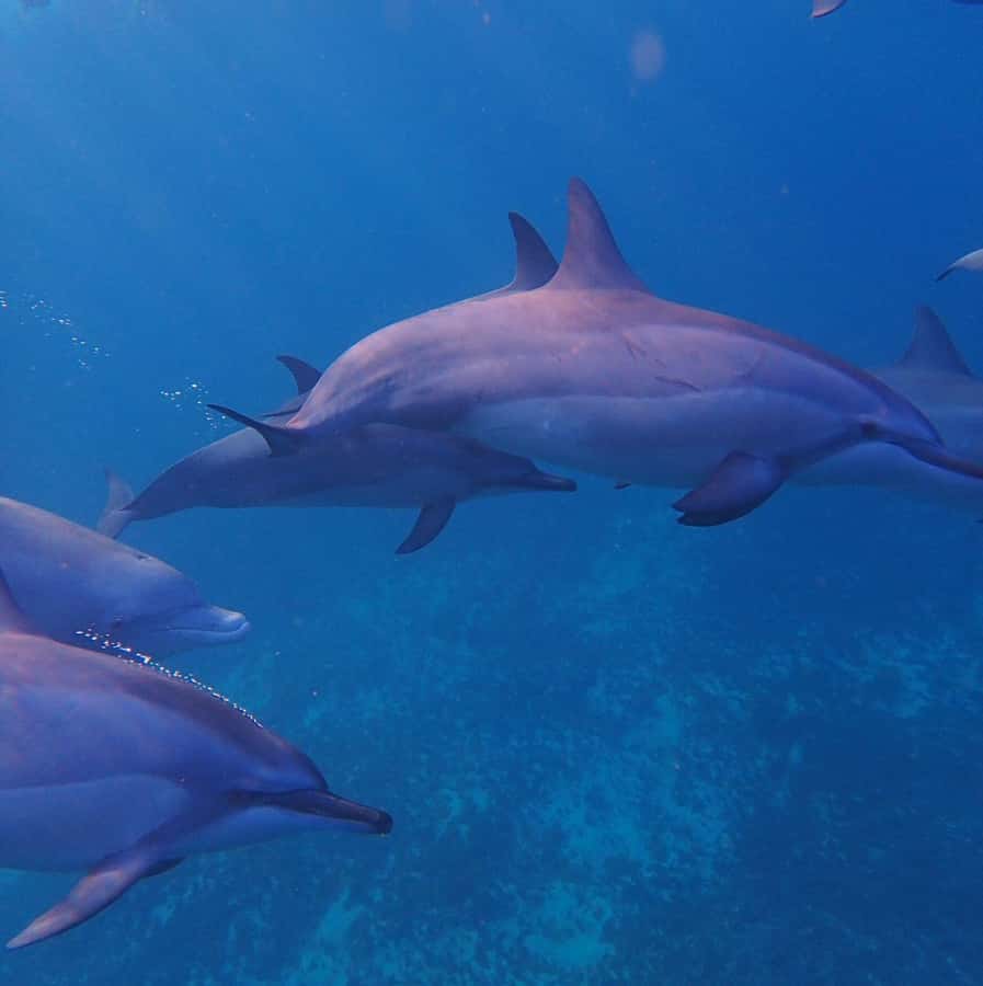 Private :Whales and dolphins watching/Swimming with dolphins - Starting at Le Morne Public Beach