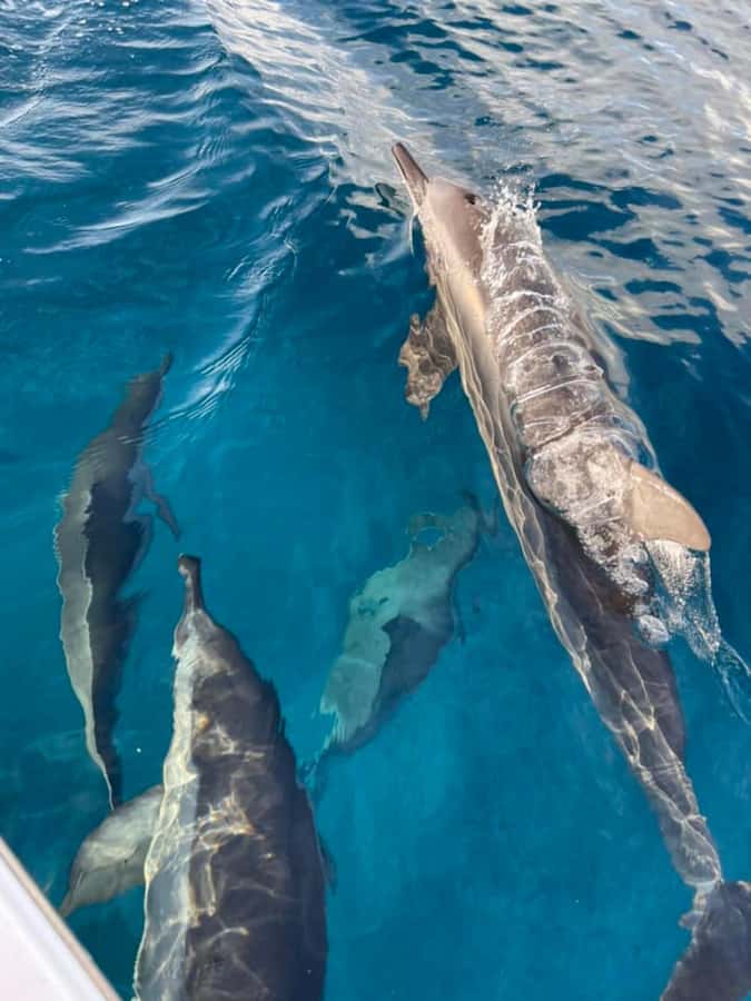 Private :Whales and dolphins watching/Swimming with dolphins - Watching dolphins without turning them into a show