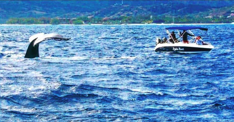 Private :Whales and dolphins watching/Swimming with dolphins - Out on the water near Mauritius