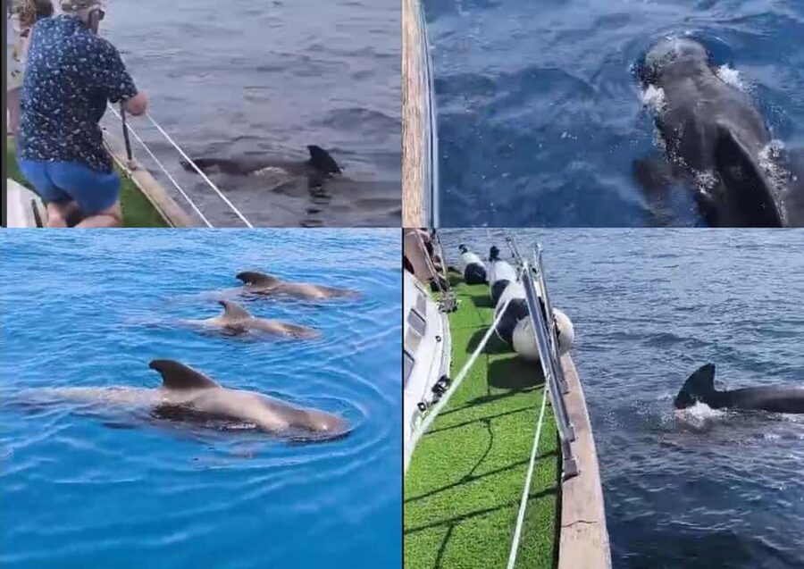 Private Whales & Dolphins Excursion: for you exclusively! - Setting out from Puerto Colón in Costa Adeje