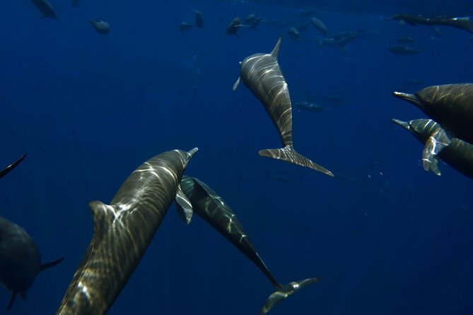 Private Wild Dolphin Encounter Day Trip - From Cabo to La Ventana at 6:00 am