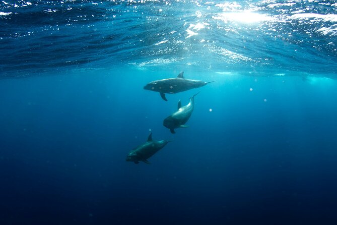 Private Wild Dolphin Encounter Day Trip - A Secluded Beach Picnic