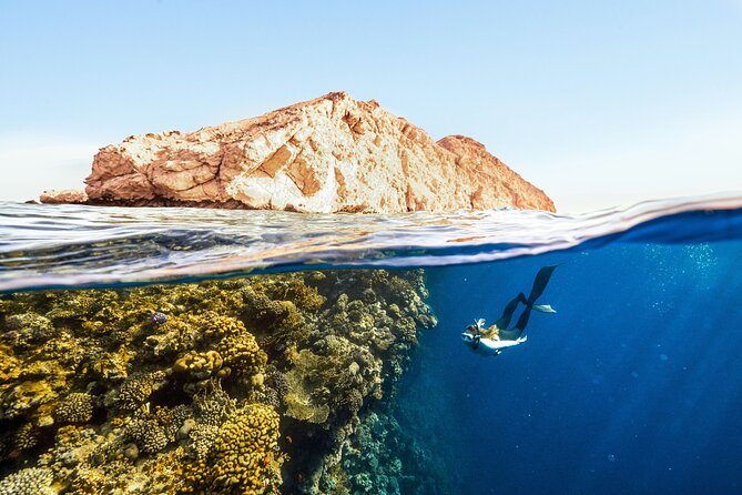Private Wild Dolphin Encounter Day Trip - What the $295 Price Really Covers