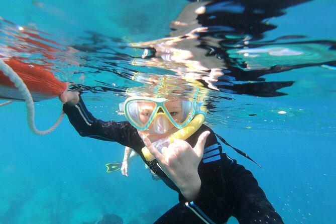 Private Wild Dolphin Encounter Day Trip - Is This Wild Dolphin Trip Worth Booking?
