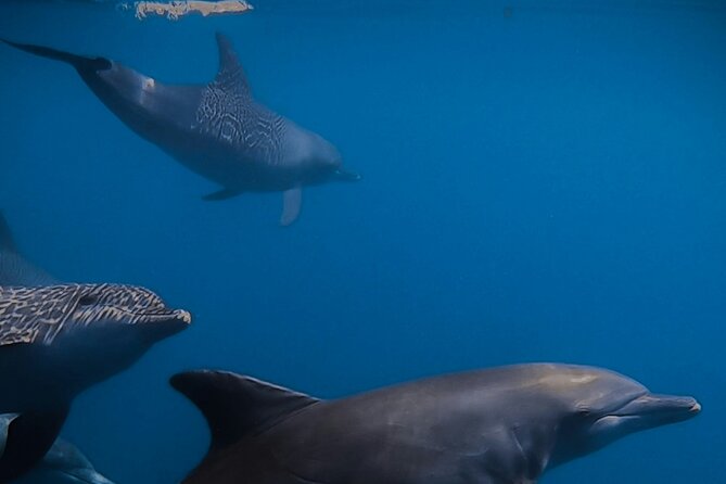 Private Wild Dolphin Encounter Day Trip - Snorkeling With Respect for the Animals