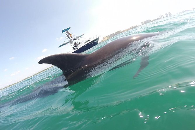 Private Wild Dolphin Encounter in Puerto Vallarta - Quick points to know