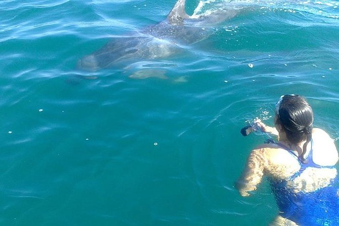 Private Wild Dolphin Encounter in Puerto Vallarta - Meeting the boat at Marina Vallarta