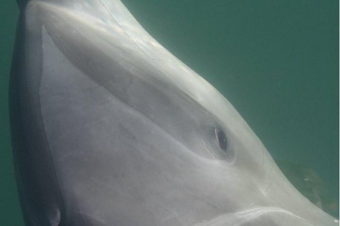 Private Wild Dolphin Encounter in Puerto Vallarta - What Thalia and Captain Angel add