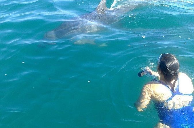 Private Wild Dolphin Encounter in Puerto Vallarta - Weather and timing matter