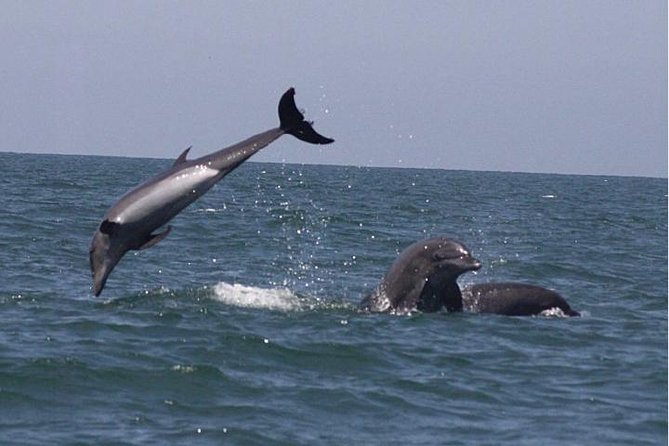 Private Wild Dolphin Encounter in Puerto Vallarta - Entering the water on the dolphins’ terms