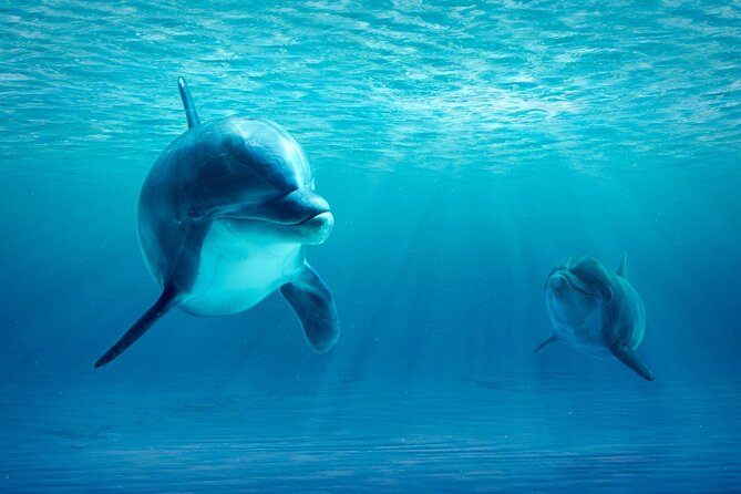 Private Yacht Cruise to Dolphin House with Lunch : Hurghada - Lunch, fruit, and drinks onboard