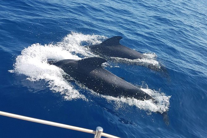 Private Yacht Tour With Whale and Dolphin Watching 33 Foot Boat - Setting out from Puerto Colón in Costa Adeje