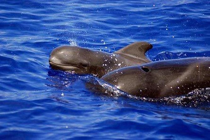 Private Yacht Tour With Whale and Dolphin Watching 33 Foot Boat - Swimming and snorkeling at Puertito Beach
