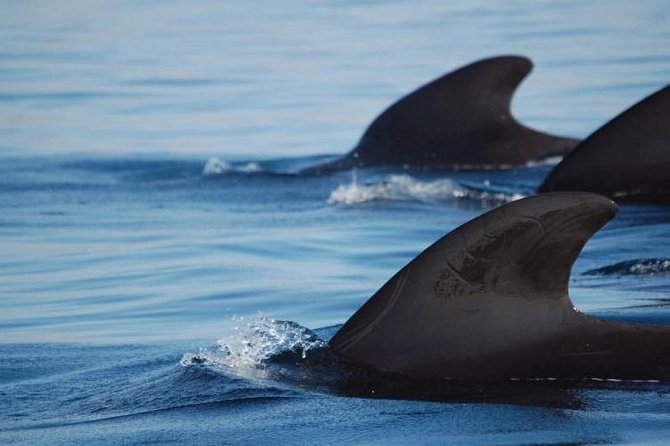 Private Yacht Tour With Whale and Dolphin Watching 33 Foot Boat - Practical details that can affect your choice