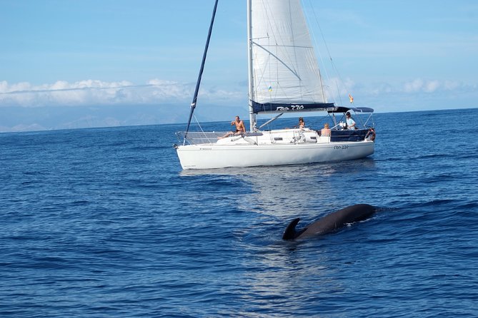 Private Yacht Tour With Whale and Dolphin Watching 33 Foot Boat - Why a private yacht changes the day