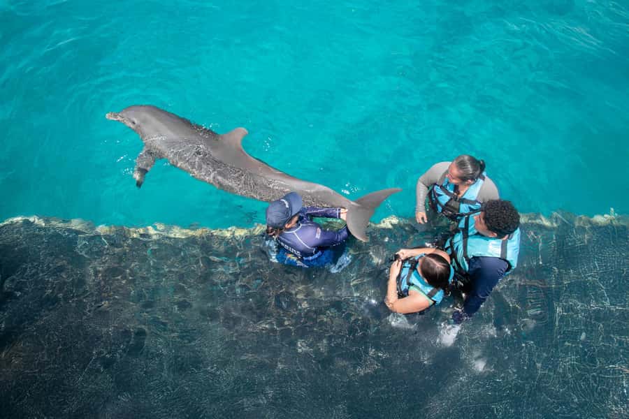 Puerto Aventuras: Dolphin and Manatee Interaction with Lunch - Key points to know before you book